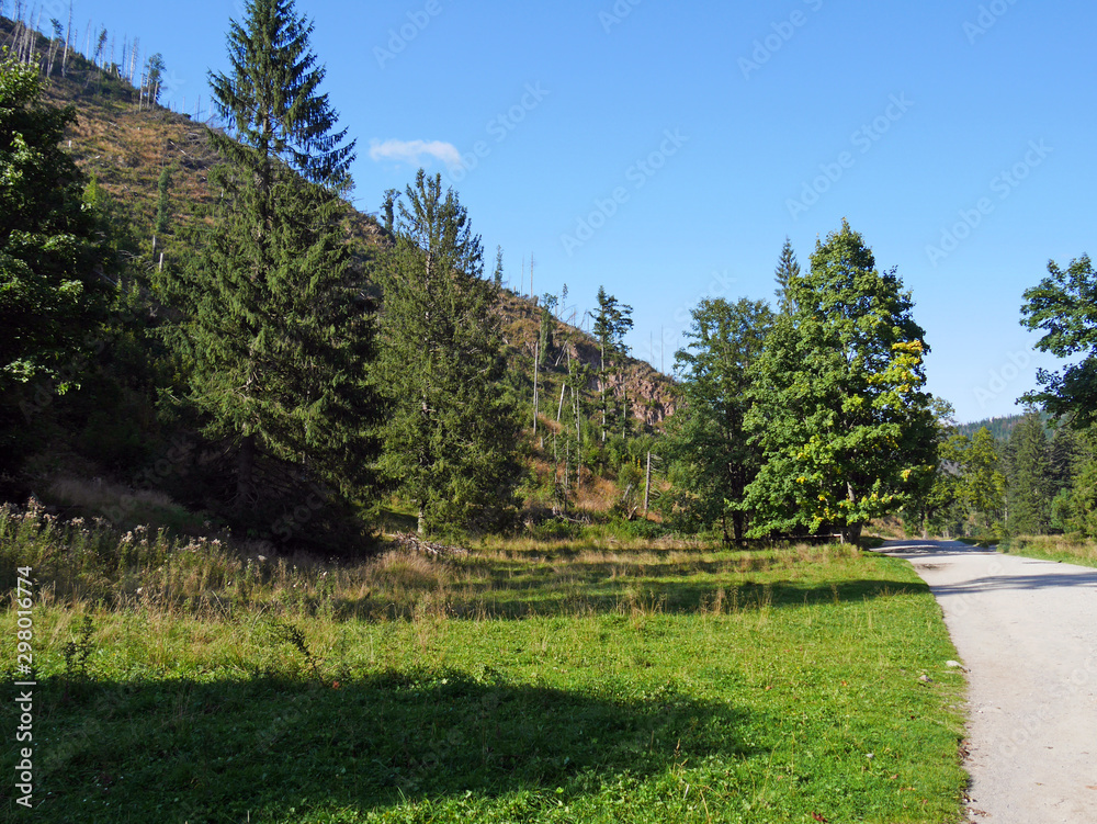 landscape with trees and road way landscape with trees and road way