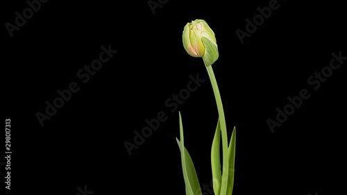 Red and yellow tulip bloom buds ALPHA matte, FULL HD (Tulipa Allegretto)