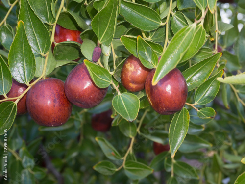 Azofaifo (Ziziphus jujuba) fleshy fruit photo