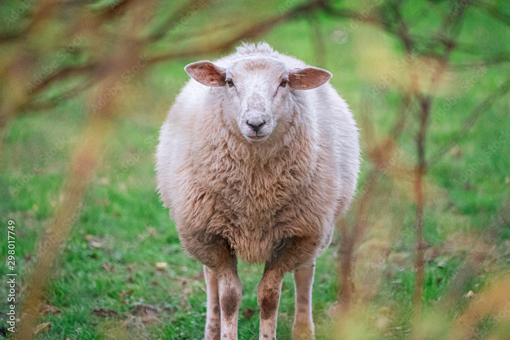 Schaf alleine auf der Wiese mit Gebüsch