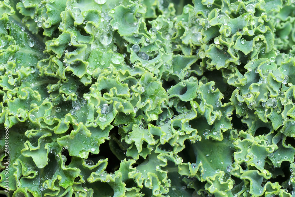 Green kali cabbage composition