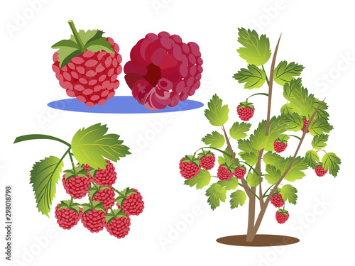 Raspberries set. Branch, bush and berry isolated on a white background. In minimalist style. Cartoon flat vector