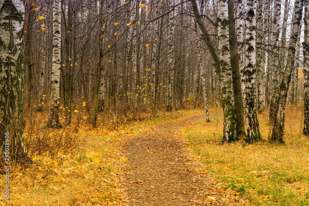 road in autumn forest