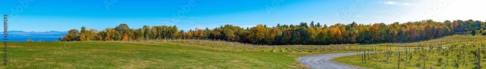 Panoramic view of a vineyard in New-York state in late fall