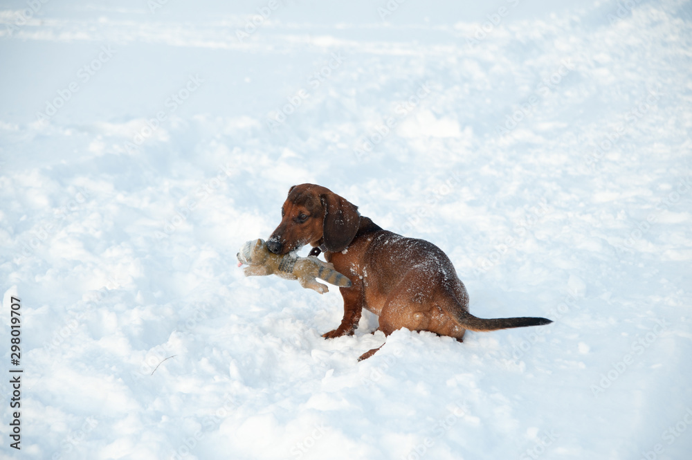 Young red-haired dachshund runs and plays with a toy in deep snow in a park