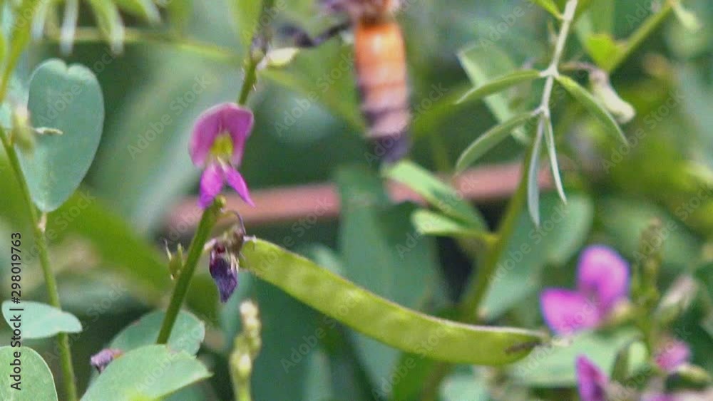Close Shot of Wasp Flying Around in the Green Bushes and Flowers Close Shot of Wasp Flying Around in the Green Bushes and Flowers