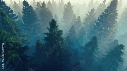 Flight over pine forest covered with morning fog, hd photo