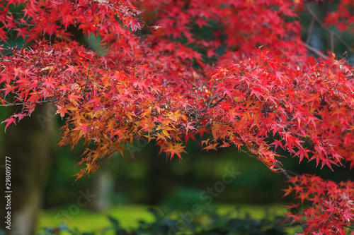 Beautiful Red and Colorful Japanese Maple Leaves Background in Kyoto
