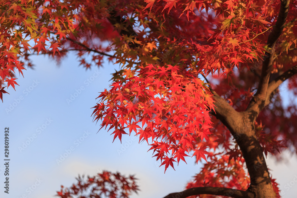Beautiful Red and Colorful Japanese Maple Leaves Background in Kyoto Beautiful Red and Colorful Japanese Maple Leaves Background in Kyoto