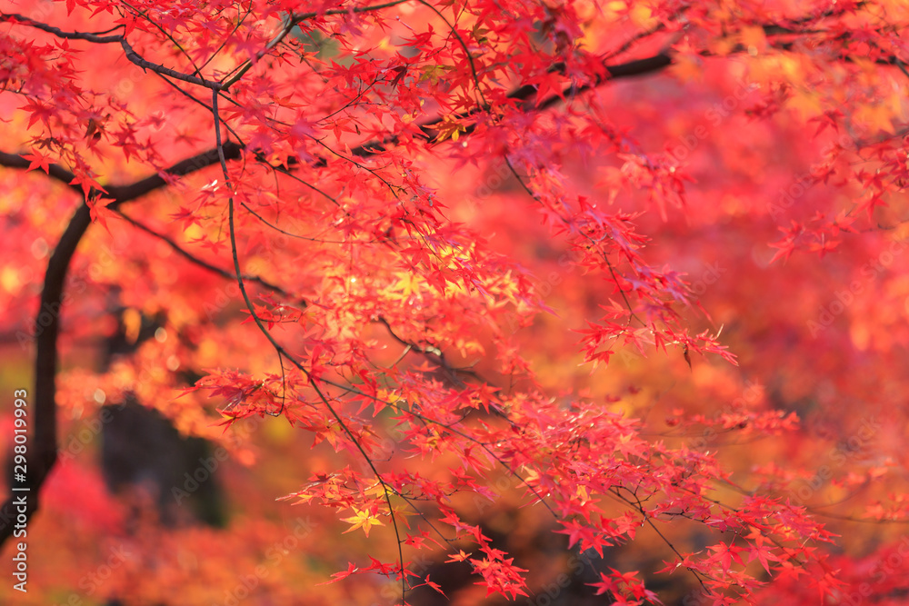 Beautiful Red and Colorful Japanese Maple Leaves Background in Kyoto Beautiful Red and Colorful Japanese Maple Leaves Background in Kyoto
