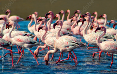 Wild african birds. Groupe of pink flamingo birds on the blue lagoone on a sunny day. Walvis bay, Namibia  photo