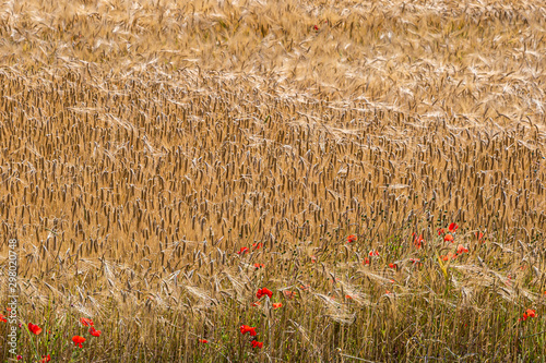 A full frame photograph of poppies growing in a golden field of wheat