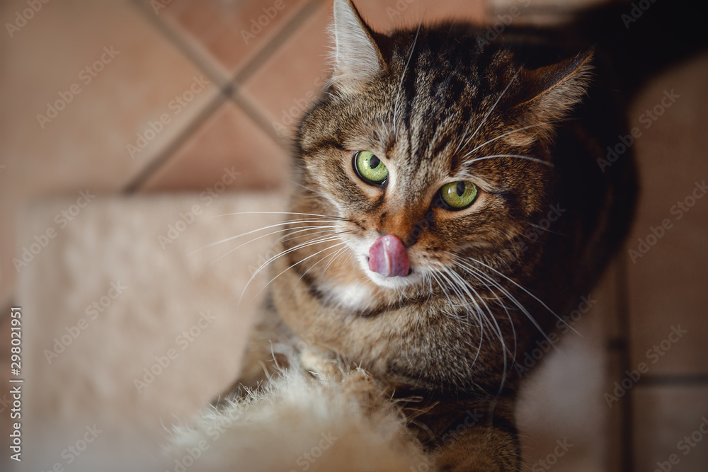 close portrait of serious angry marbled tabby male cat sharpening claws using cat scratcher and licking nose with tongue out on floor background at home
