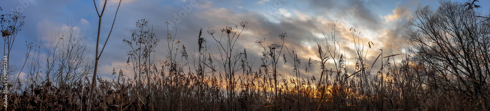 Dry grass in the fall. The reeds. The stems are dry in the fall. Dry grass in the fall. The reeds. The stems are dry in the fall.