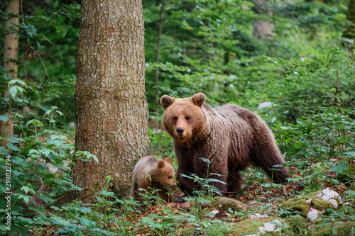 Brown bear - close encounter with a big mother wild brown bear with her cubs in the forest and mountains of the Notranjska region in Slovenia