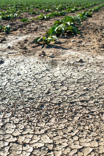 Dry cracked soil and plants