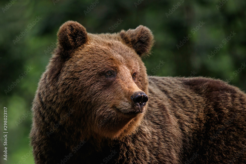 Brown bear - close encounter with a big female wild brown bears in the forest and mountains of the Notranjska region in Slovenia