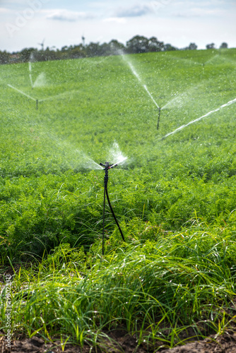 Watering plantation with carrots. Irrigation sprinklers in big carrots farm. photo