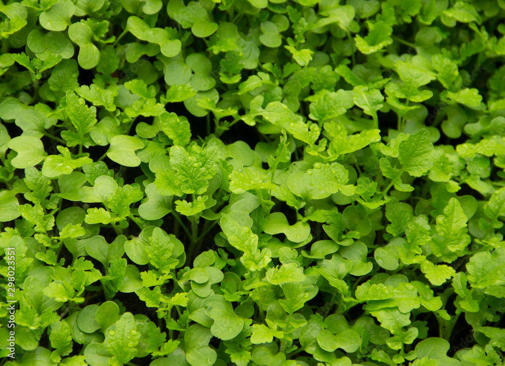 Green grass mustard background texture Green grass mustard background texture