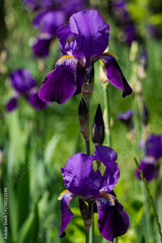 Close up of Iris flower