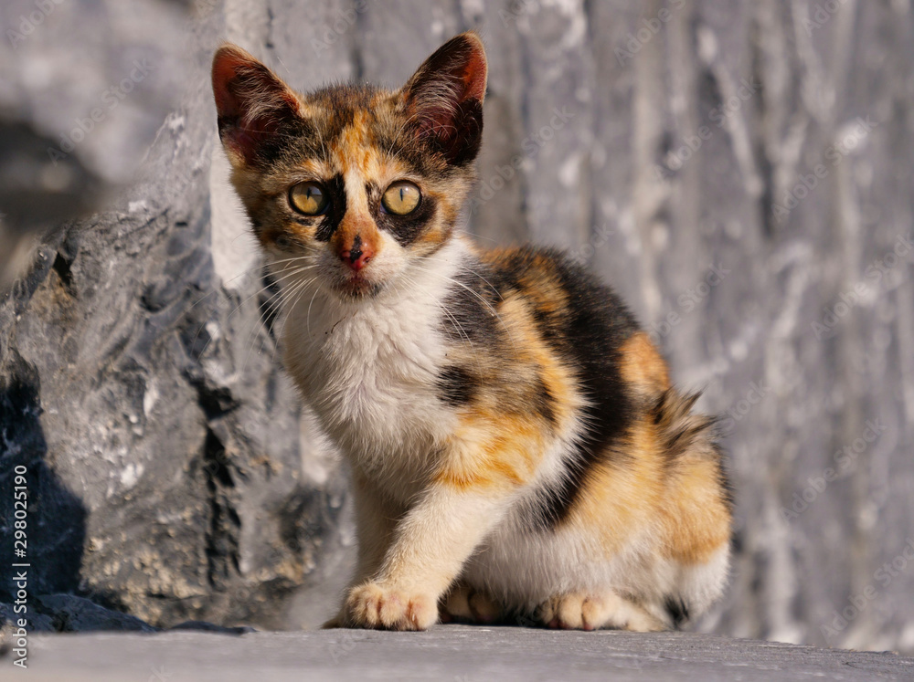 Gatito abandonado