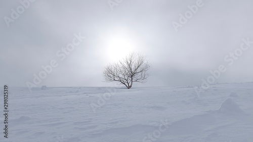 Birch tree growing on the snow in a foggy day with sun behind