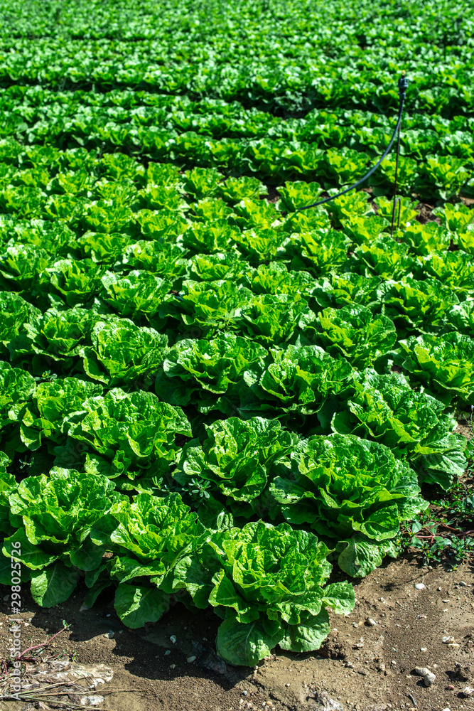 Big ripe lettuce in outdoor industrial farm. Growing lettuce in soil. Big ripe lettuce in outdoor industrial farm. Growing lettuce in soil.