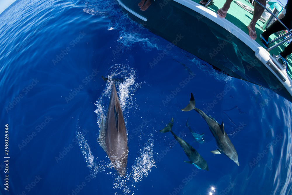 小笠原の凪いだ海 ボートの舳先について泳ぐミナミハンドウイルカ Foto De Stock Adobe Stock