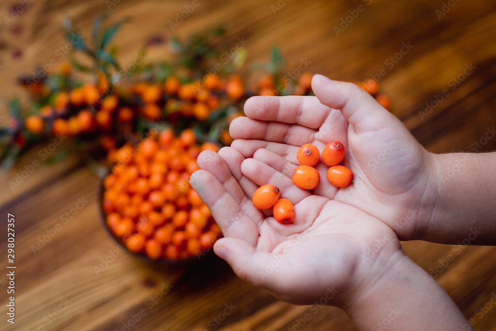 sea buckthorn berries in hands sea buckthorn berries in hands
