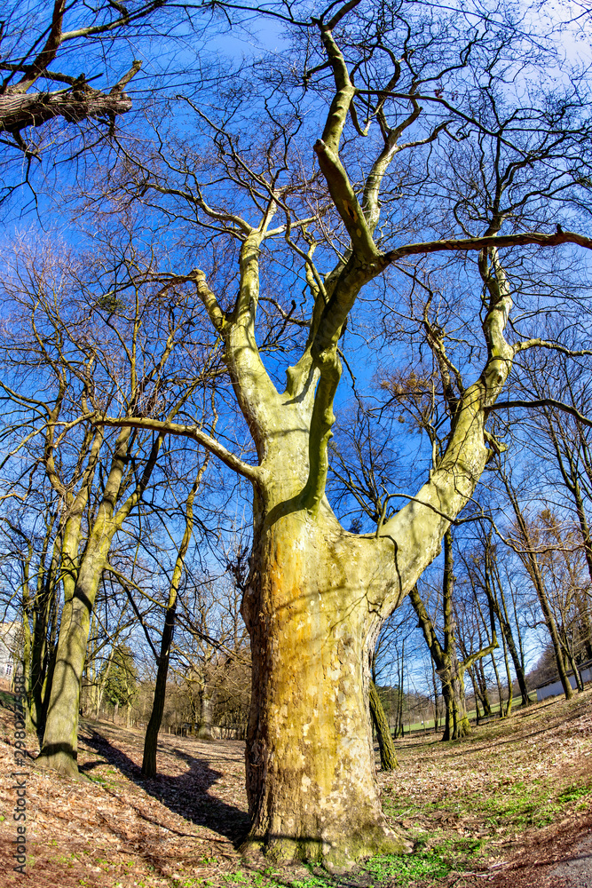 Fototapeta premium magnificent ancient plane tree in spring time