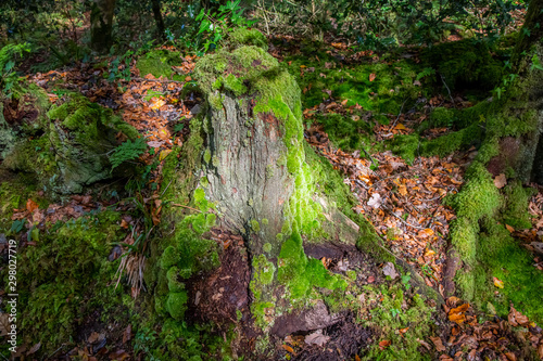 A mossy tree stump in sunlight surrounded by autumn leaves