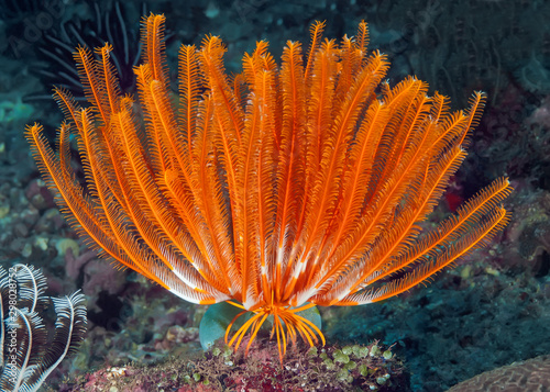 Sea Lily (feather Star) on top of coral. Underwater macro photography photo