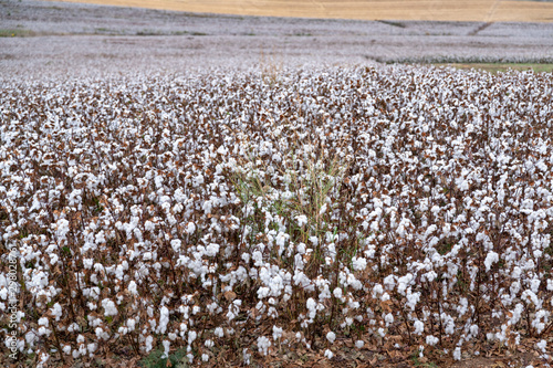 Israel cotton fields ready to be harvested