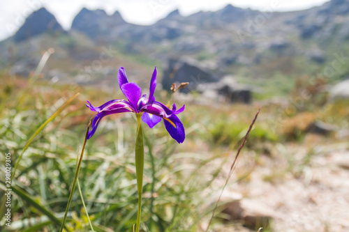  Iris boissieri 'lirio do xures' in the mountains of Baixa Limia – Serra do Xurés natural parkland photo
