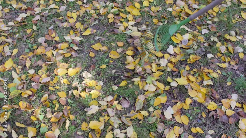Gathering leaves with rake on green lawn. Video footage of garden work. Gathering leaves with rake on green lawn. Video footage of garden work.