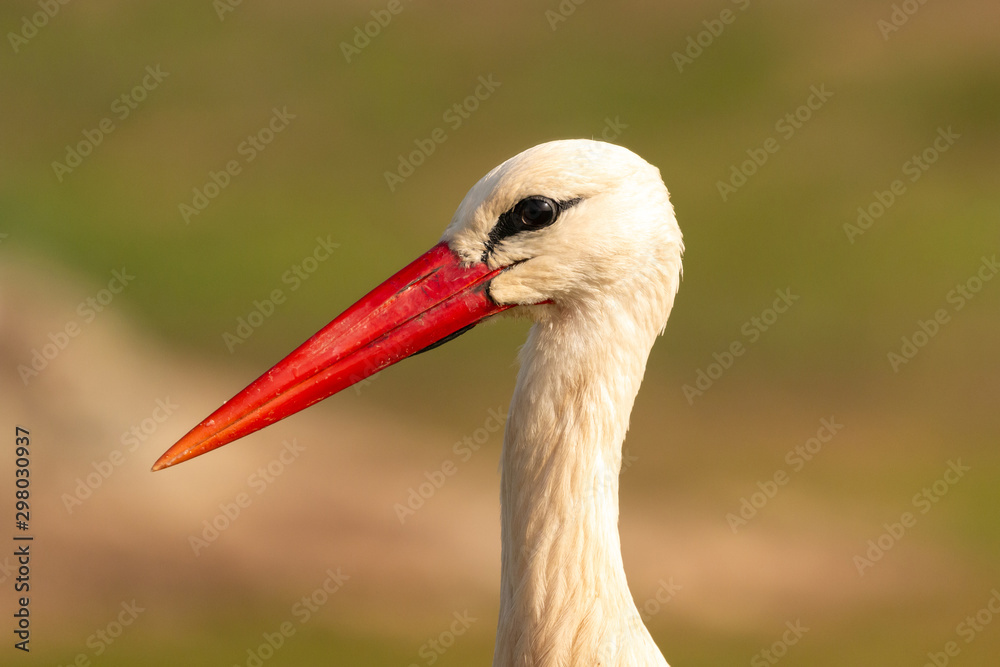 Fototapeta premium Portrait of a elegant stork