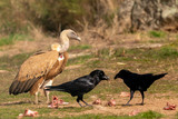 Portrait of a big vulture in the nature and some crows