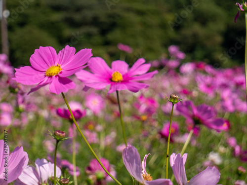 Cosmos flower garden in the sun