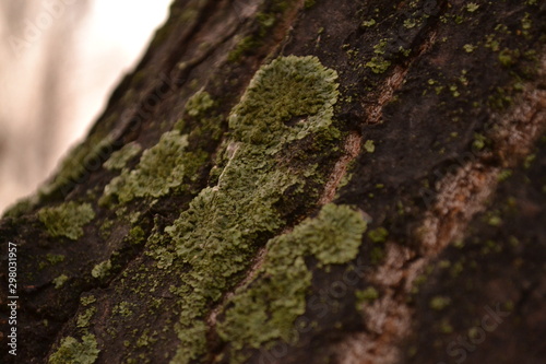 lichen on rock