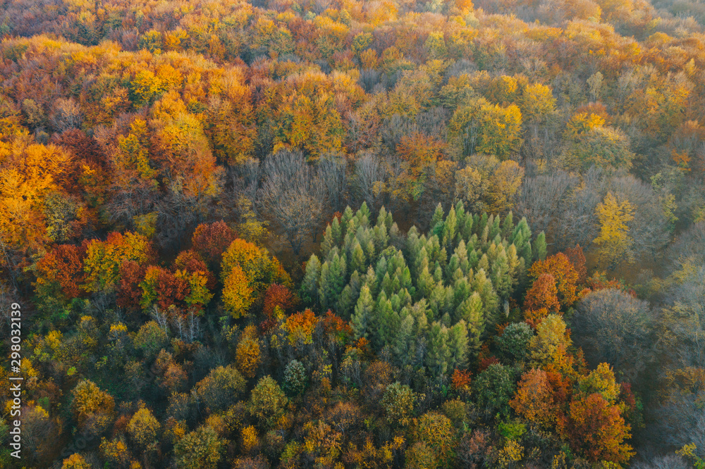 Colorful trees at the beginning of autumn seen from a drone. Colorful trees at the beginning of autumn seen from a drone.