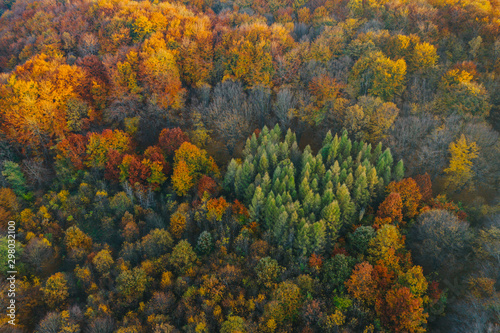 Colorful trees at the beginning of autumn seen from a drone.