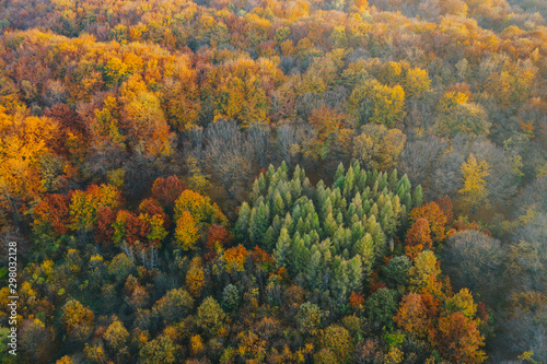 Colorful trees at the beginning of autumn seen from a drone.