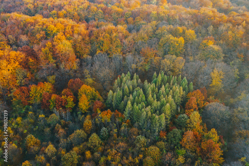 Colorful trees at the beginning of autumn seen from a drone.