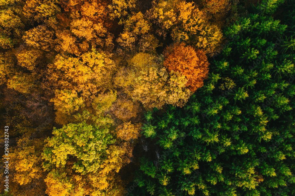 Colorful trees of autumn seen from a drone.