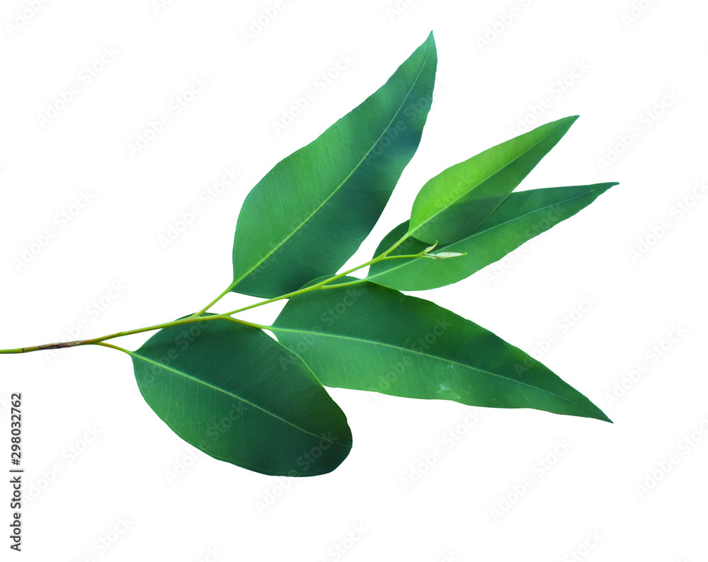 Fototapeta premium Eucalyptus leaves isolated on white background