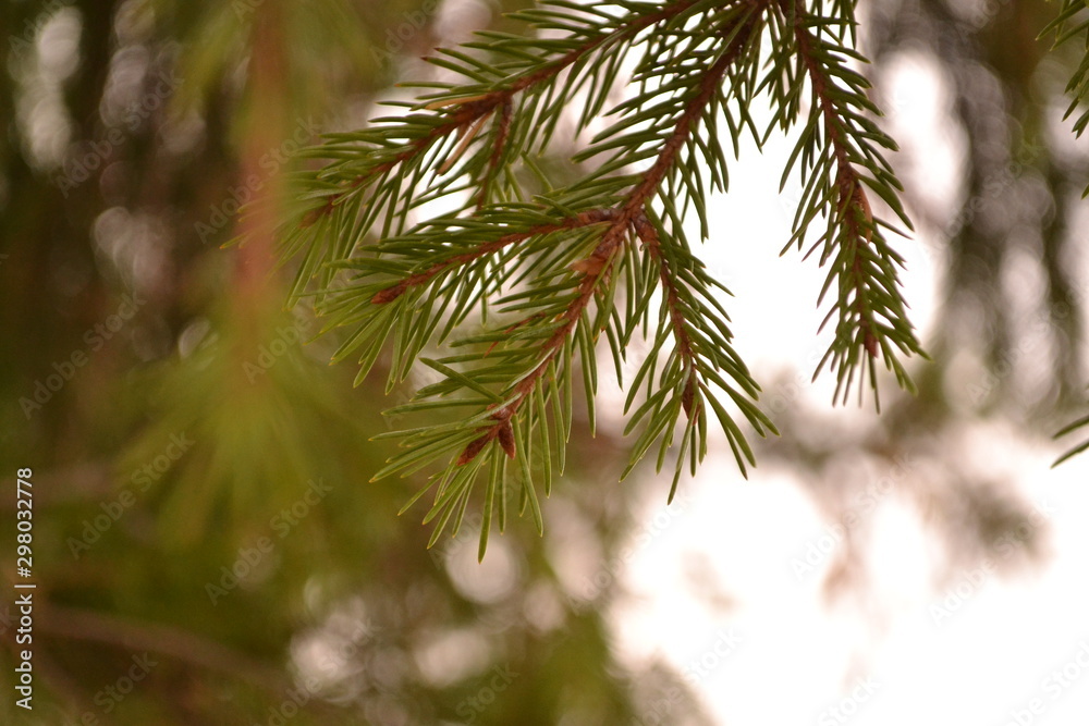 branch of a tree branch of a tree