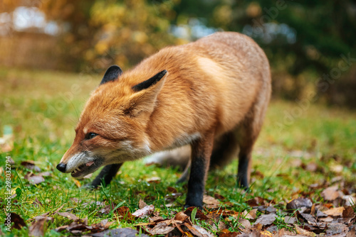 Red fox in the forest during autumn season.