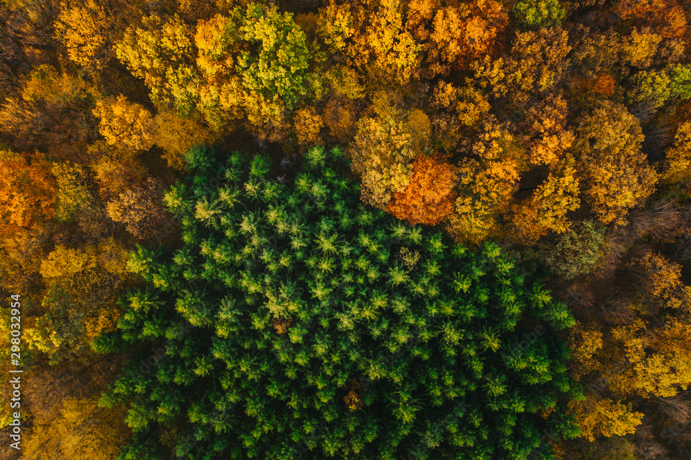 Colorful trees of autumn seen from a drone. Colorful trees of autumn seen from a drone.