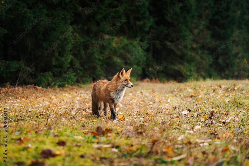 Red fox in the forest during autumn season. Red fox in the forest during autumn season.