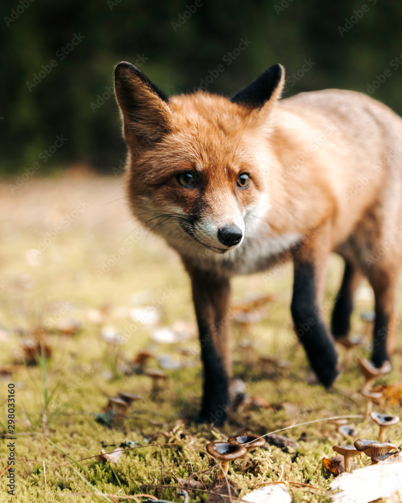 Fototapeta premium Red fox in the forest during autumn season.